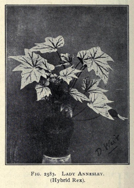 B. ‘Lady Annesley’